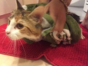 写真 2016-04-12 0 17 38