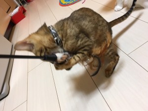 写真 2016-04-09 22 50 02