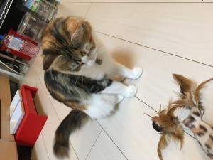 写真 2016-04-09 22 52 37