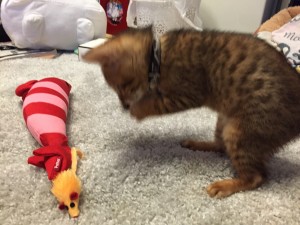 写真 2016-03-15 11 59 29