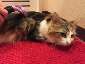 写真 2016-04-12 0 02 28