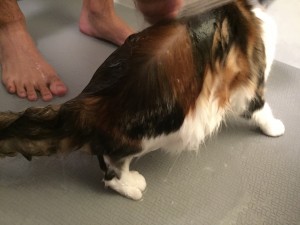 写真 2016-04-12 0 06 23