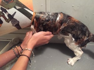 写真 2016-04-12 0 09 41