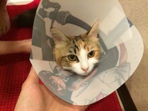 写真 2016-04-12 0 04 35