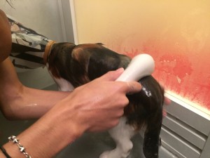 写真 2016-04-12 0 12 40