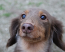 アルバム小太郎