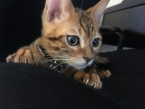 写真 2016-04-09 17 14 15