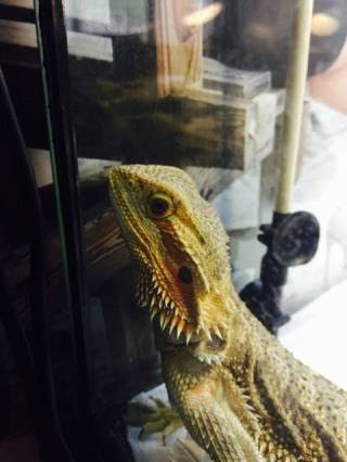 爬虫類を飼う時に紫外線ライトは必要?おすすめや設置効果のまとめ