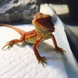 フトアゴヒゲトカゲのごはんについて アン&ノエル