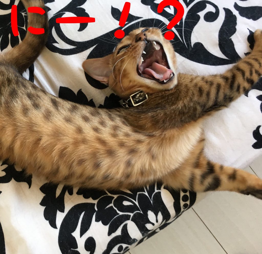 お魚くわえたどら猫♪
