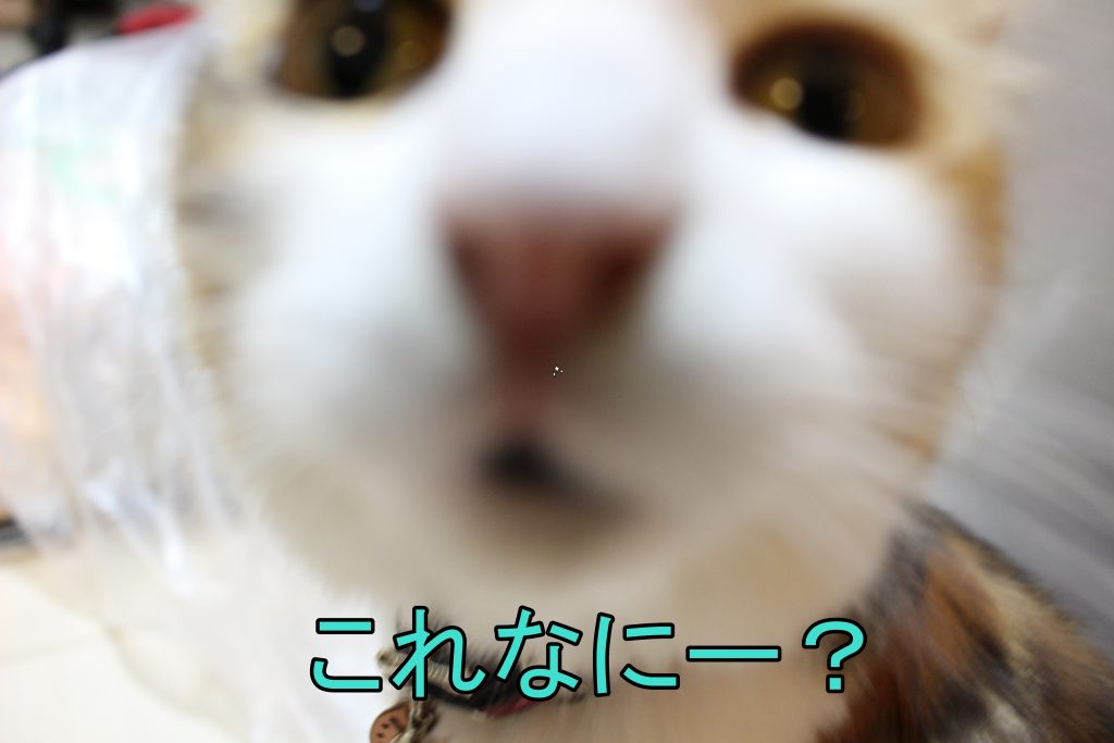 やっと春らしくなってきました