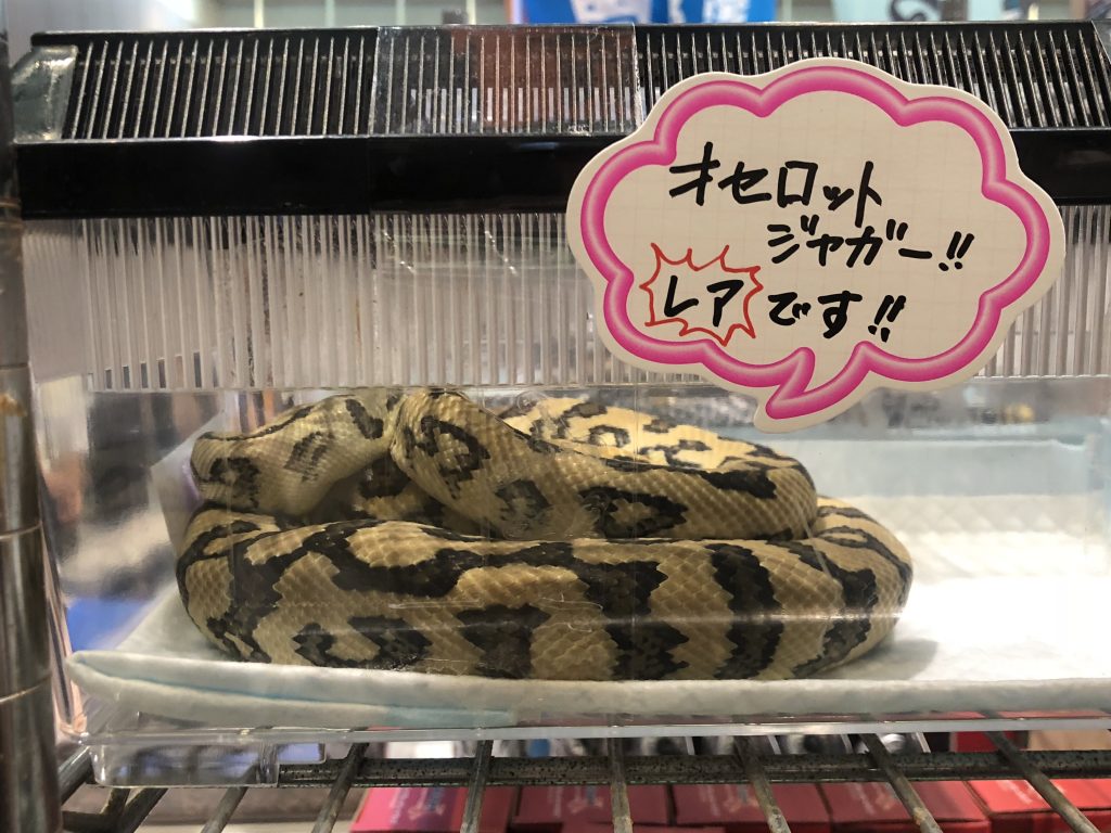 オセロットジャガー