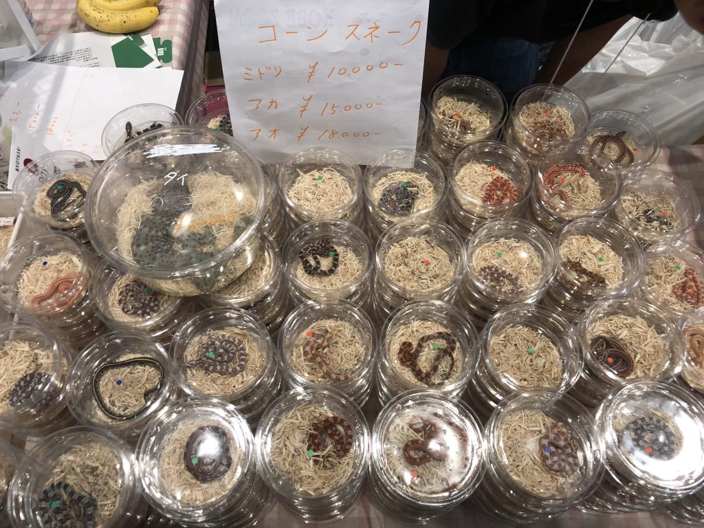 爬虫類イベントのレプタイルズフィーバーに行ってきました In Atcホール