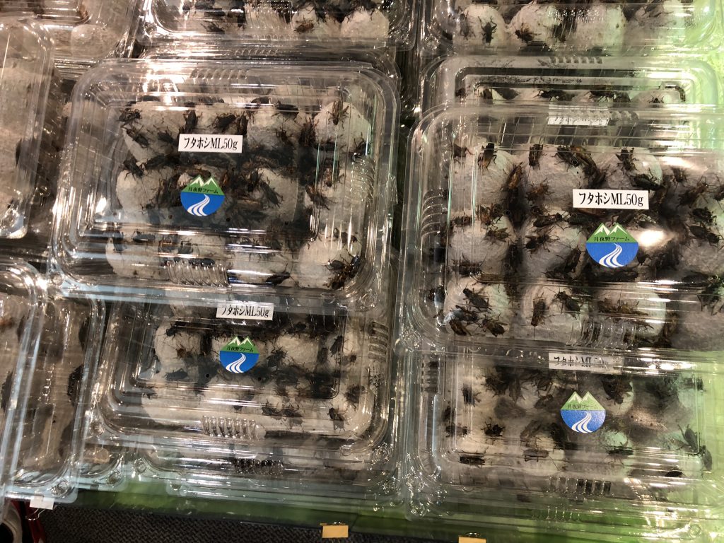 沢山のコオロギ