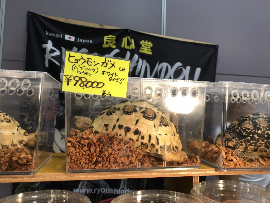 ヒョウモンガメ2