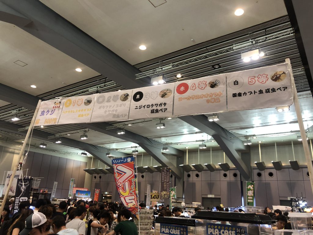 カブトムシのくじ