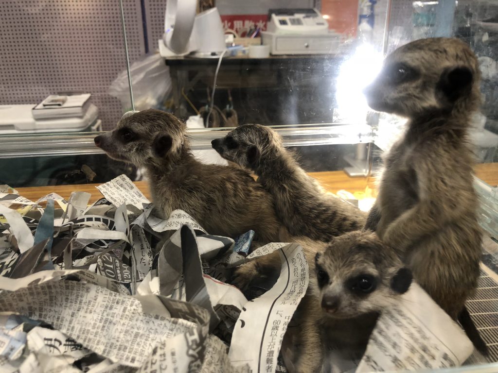 ミーアキャット3