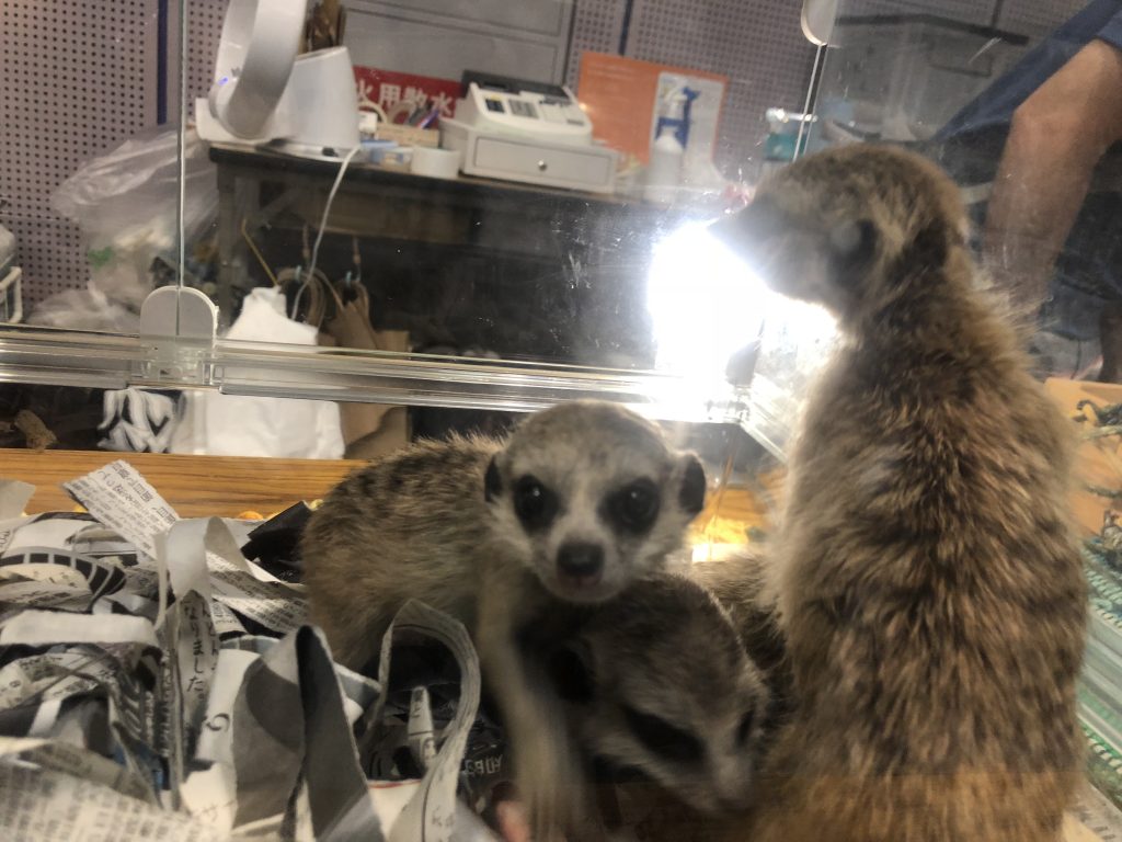 ミーアキャット