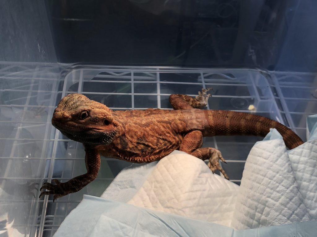 フトアゴヒゲトカゲのアダルトサイズ