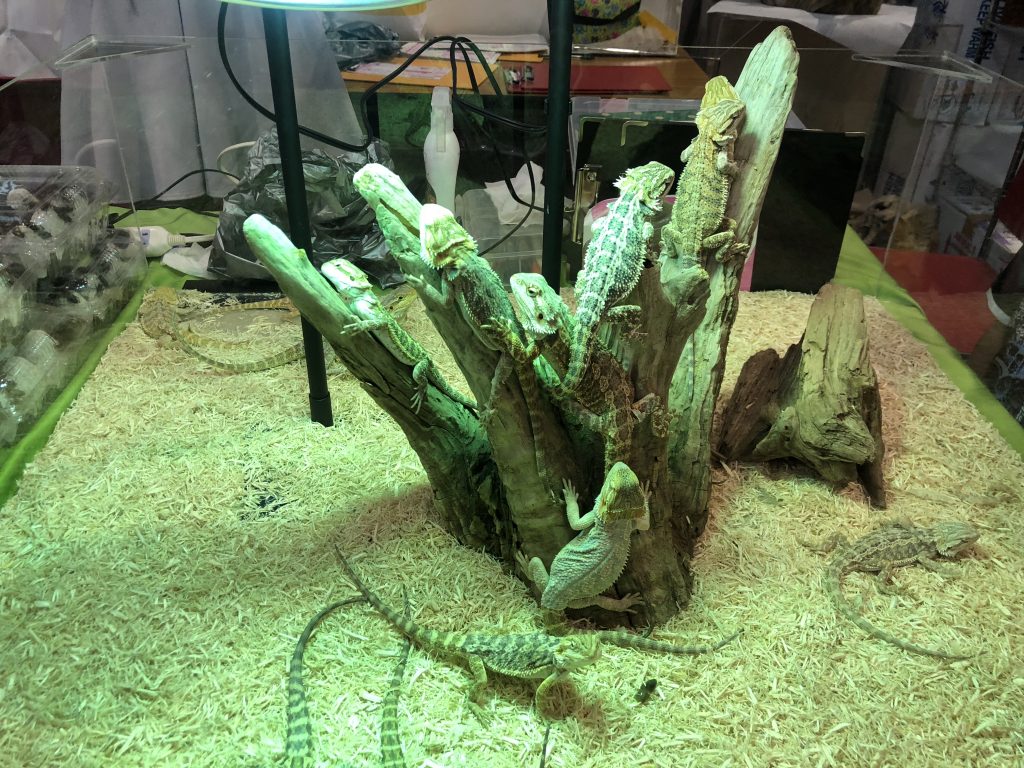 沢山のフトアゴヒゲトカゲ