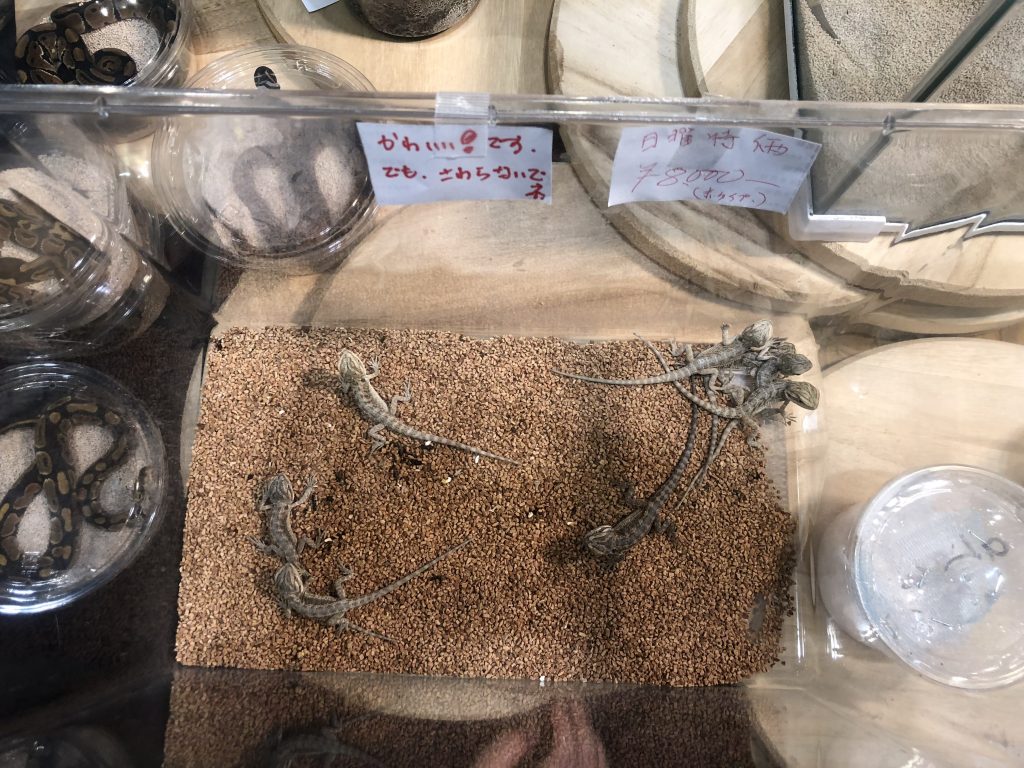 フトアゴヒゲトカゲのベビー