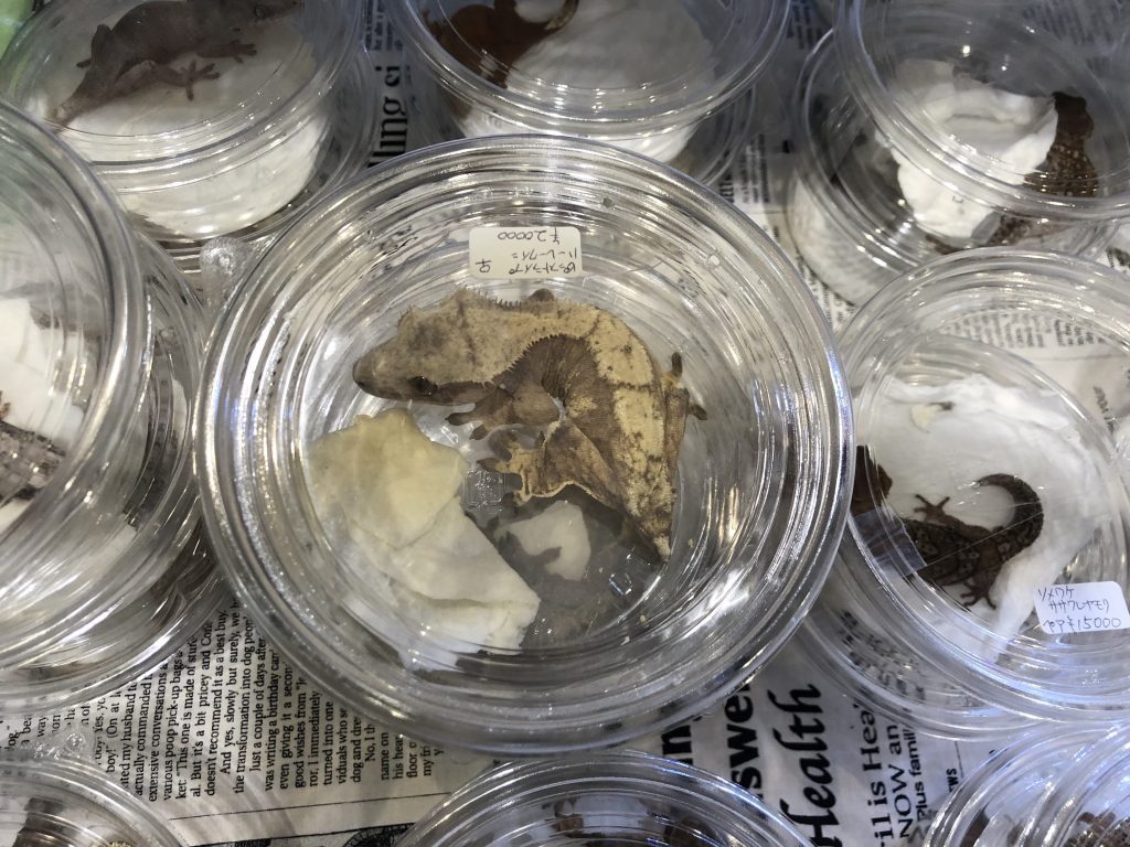 なんとかヤモリ