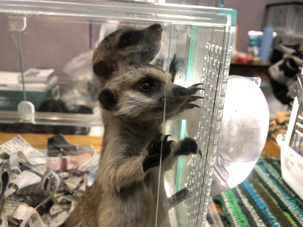 ミーアキャット2