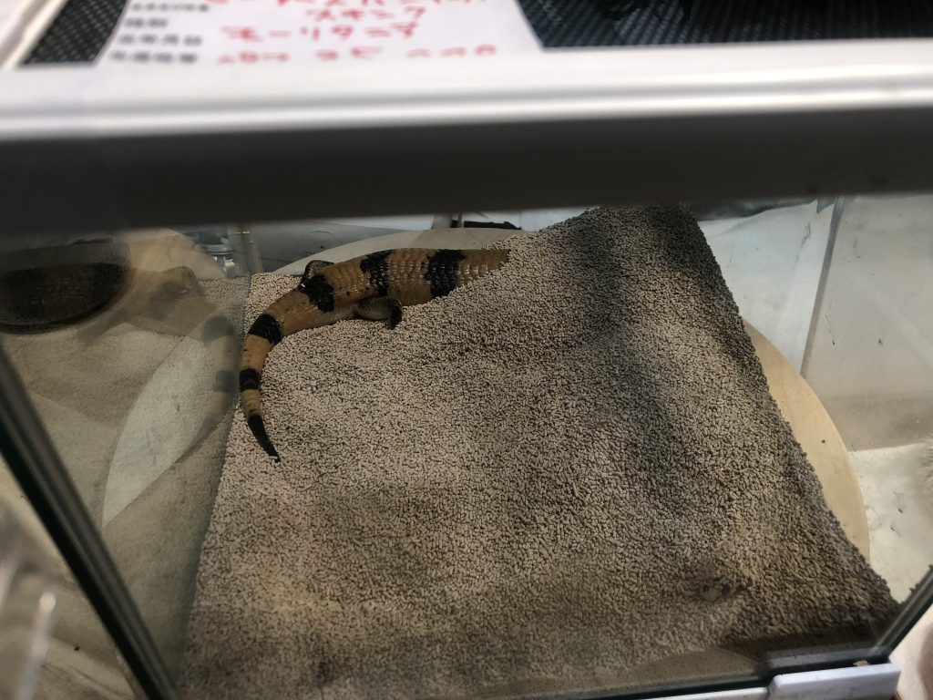 名前忘れたトカゲ2