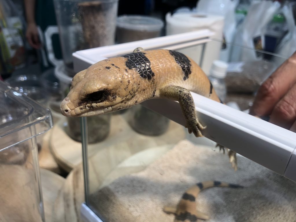 名前忘れたトカゲ