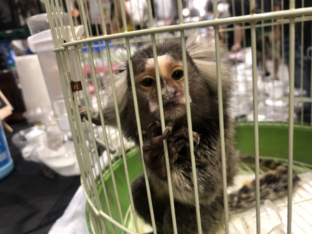 コモンマーモセット2