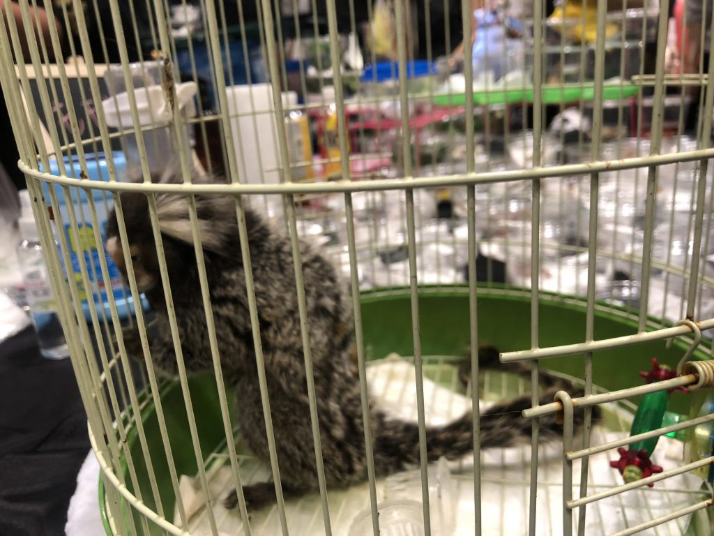 コモンマーモセット