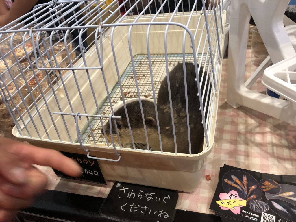 コツメカワウソ