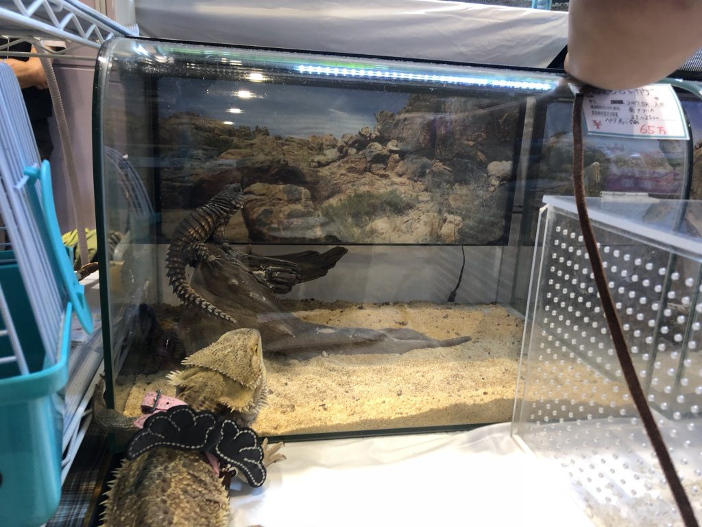 アルマジロトカゲ