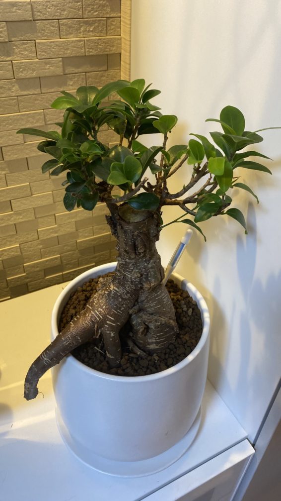 観葉植物や野菜の水やりタイミングが一目瞭然 水分計サスティーのレビュー