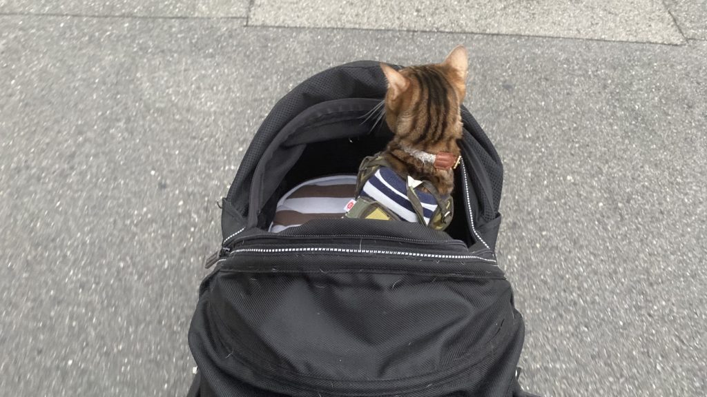 エアバギーに乗って散歩する虎徹