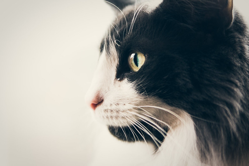 ノルウェージャンフォレストキャットの横顔