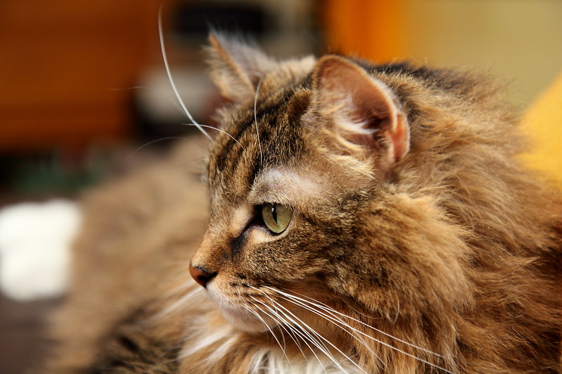 メインクーンの横顔