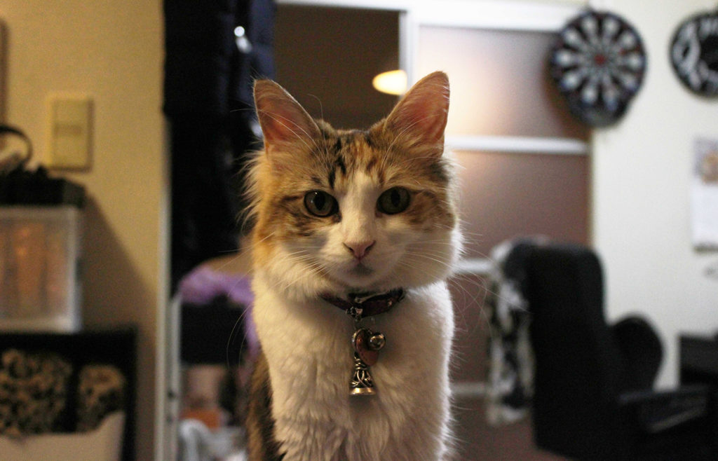 メインクーンを飼う前の基礎知識