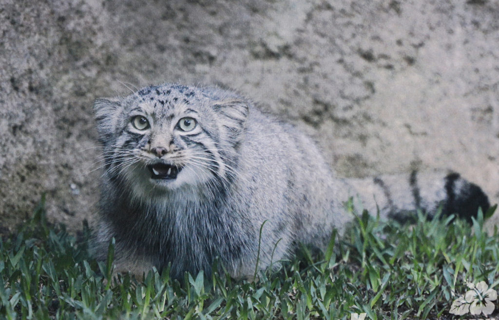 マヌルネコに会える動物園まとめ