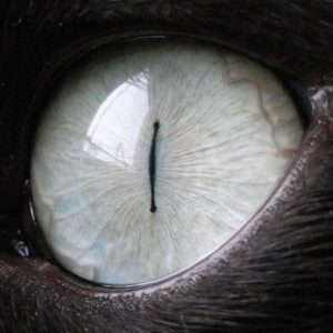 猫の瞳の光彩が閉じた状態