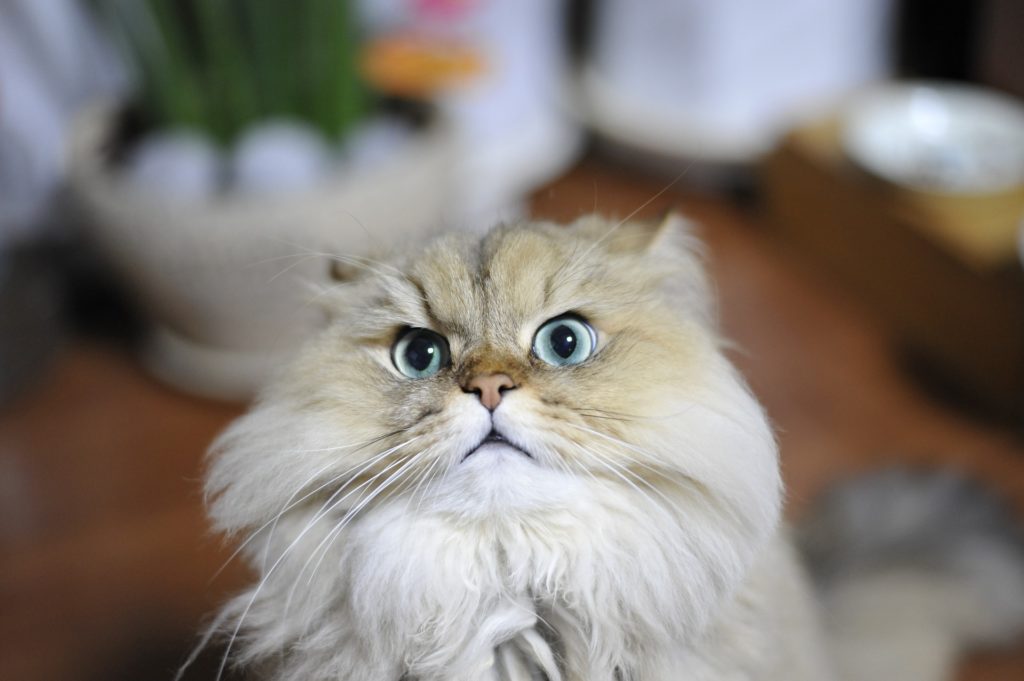 ペルシャの目の色