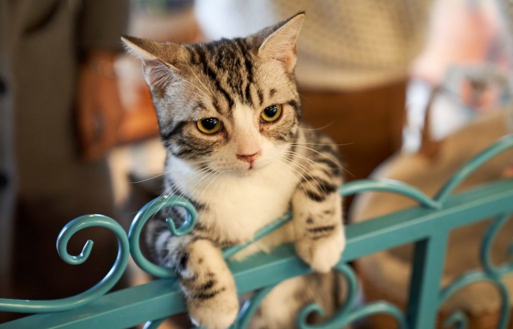 アメリカンショートヘアのプロフィール