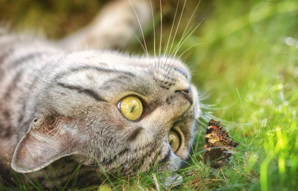 アメリカンショートヘアの紹介まとめ