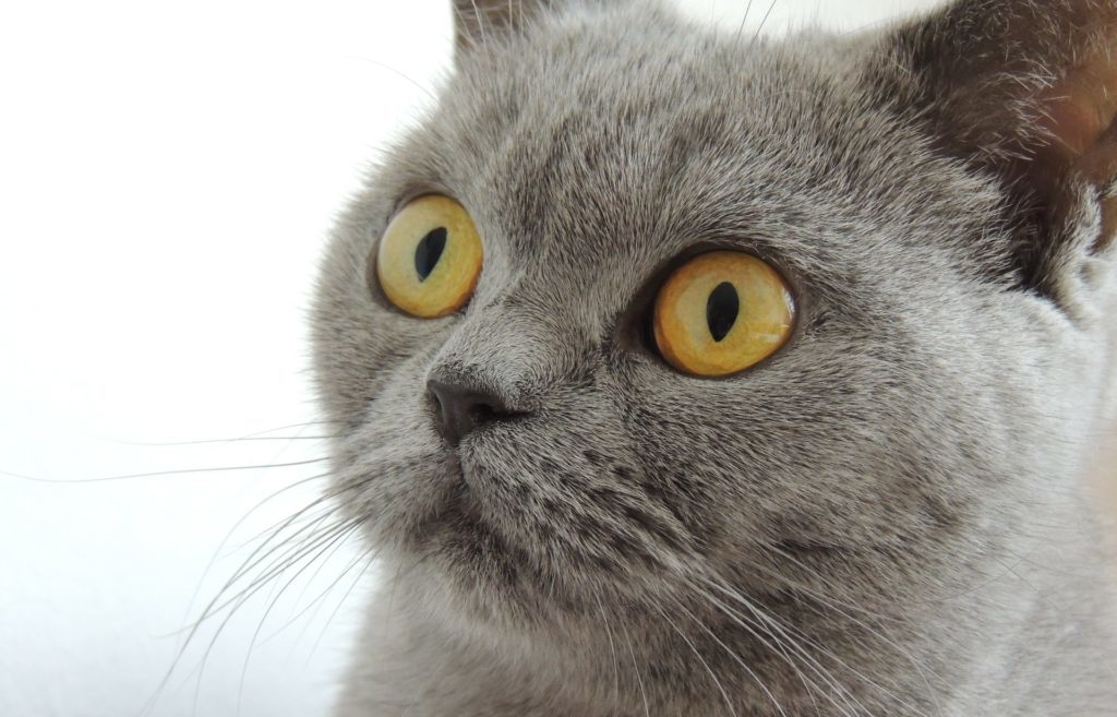 アメリカンショートヘアの豆知識