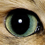 猫の瞳の光彩が開いた状態