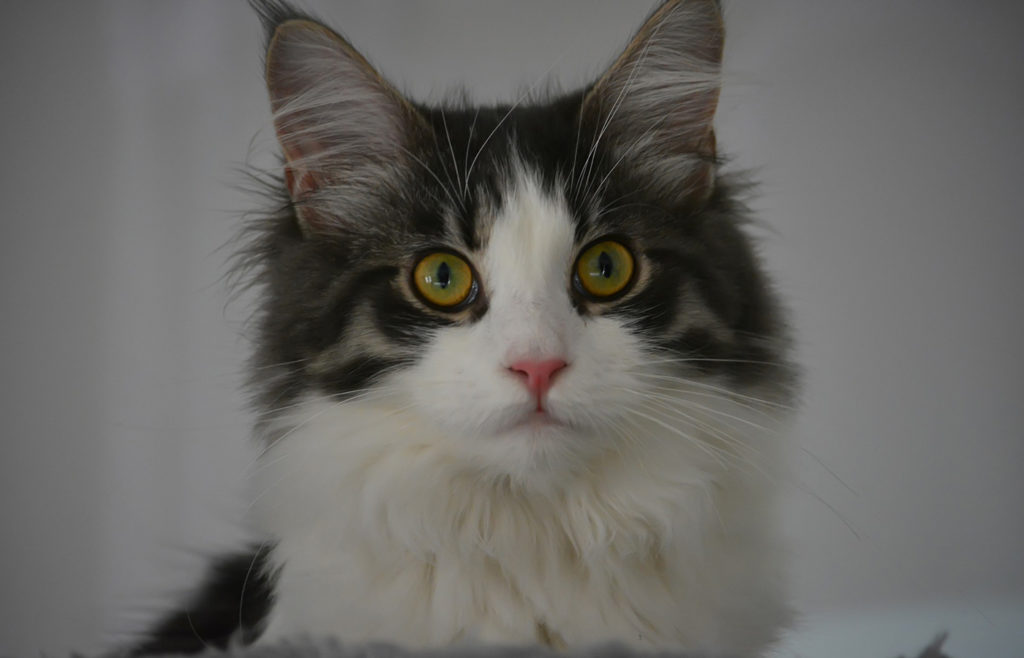 メインクーンの豆知識サムネイル